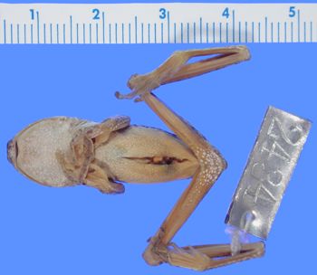 Media type: image; Herpetology A-2434